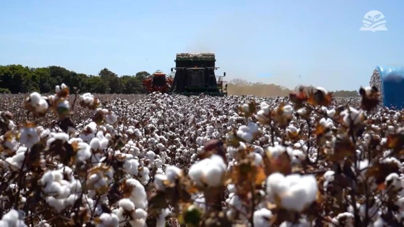 Mato Grosso inicia colheita do algodão