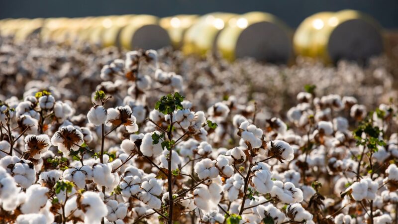 Safra 2024/25 de algodão em pluma soma mais de 1,9 milhão de toneladas exportadas