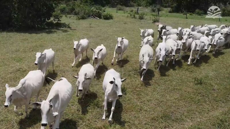 Rebanho bovino soma 31,12 milhões de cabeças em Mato Grosso em 2026