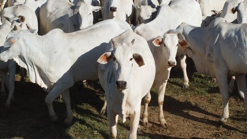 Mato Grosso abate 3,6 milhões de bovinos no primeiro semestre e registra maior recorde da história