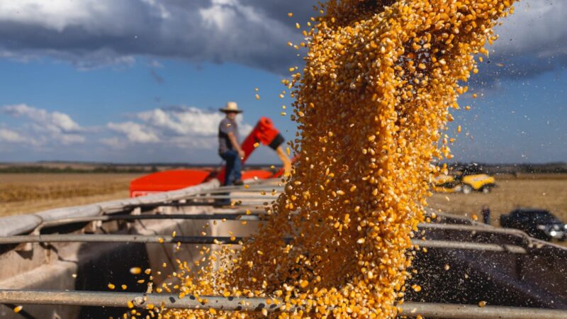 Quando quem planta também transforma: da cooperativa à indústria