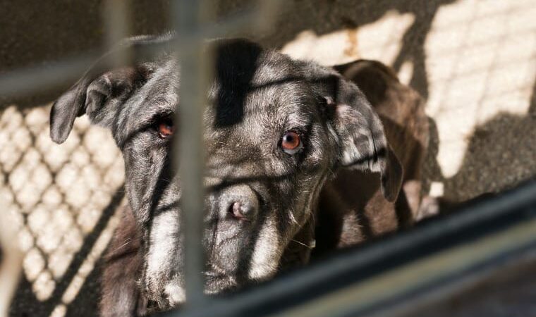 MP pede bloqueio de R$ 15 milhões do Município para garantir bem-estar animal
