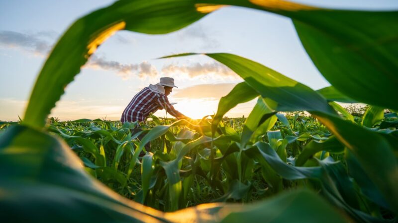 MP de dívida rural foca em perdas climáticas, diz Durigan