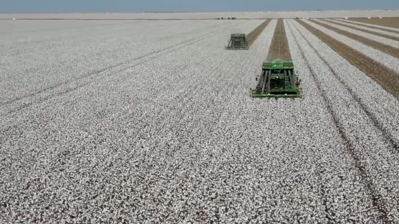 Algodão sob alerta: chuvas de inverno preocupam cotonicultores de MT durante a colheita