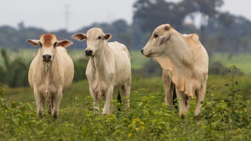 Atualização do Sindesa interrompe emissão de GTAs por quatro dias em MT