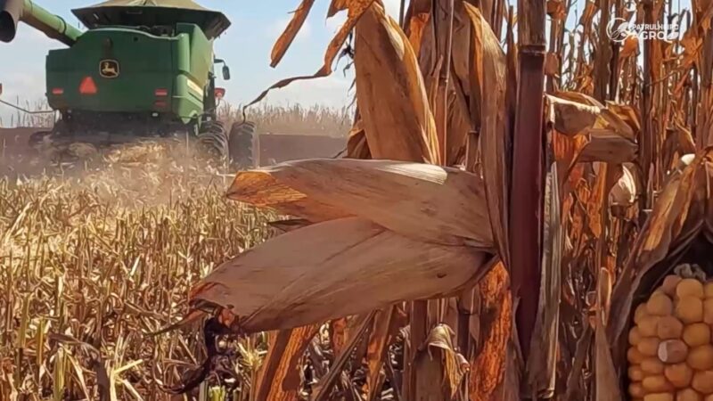 Em reta final de colheita do milho, apenas o Sudeste de Mato Grosso não passou de 70%
