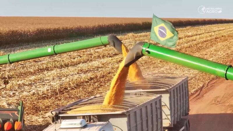 Mesmo com boa produtividade, safra de milho perde rentabilidade em MT