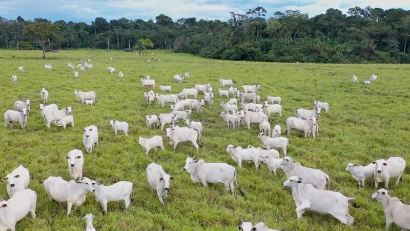 Pecuaristas são contra ‘incorporação’ de exigências da UE à lei brasileira sobre uso de antimicrobianos na produção animal