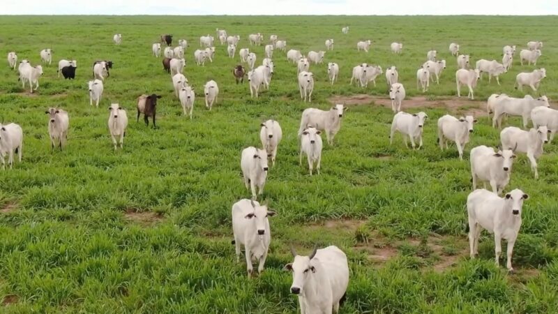 Bovinos abatidos até 24 meses chegam a 45% e batem recorde em Mato Grosso