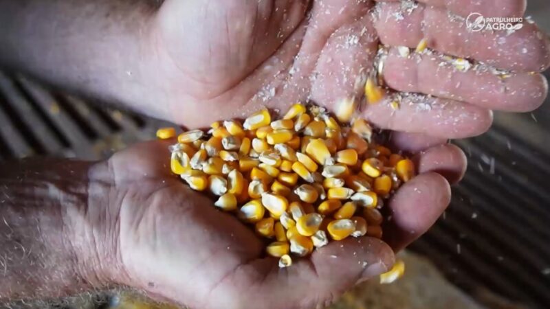 Produtores de Mato Grosso contestam descontos por milho avariado e alertam para crise de rentabilidade