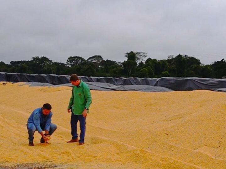 Chuva fora de época trava colheita de milho em Mato Grosso