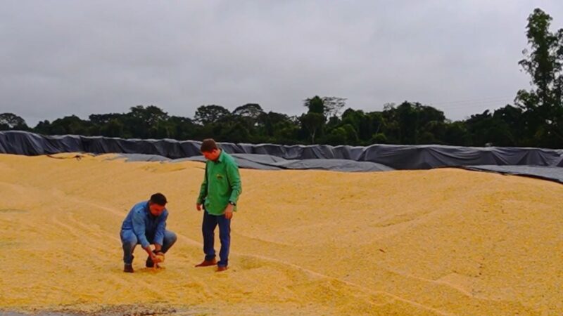 Chuva fora de época trava colheita de milho em Mato Grosso
