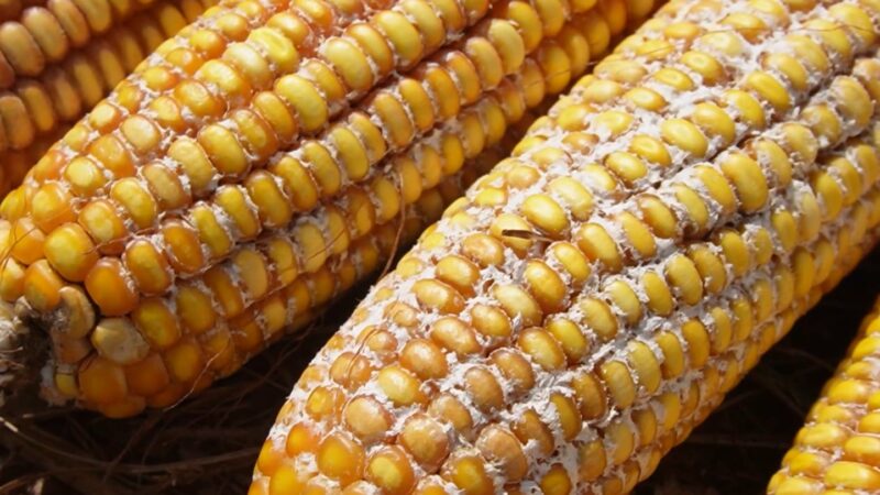 Análises confirmam fungo em lavouras de milho e orientam manejo em Mato Grosso