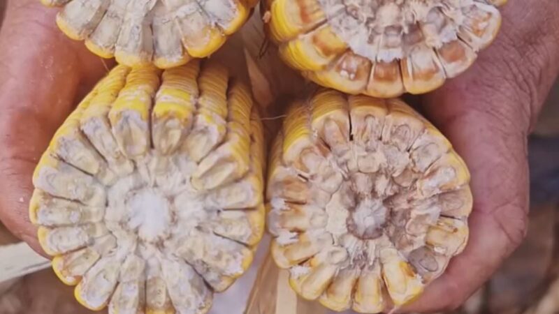 Pesquisa confirma presença da podridão salmão em lavouras de milho de Mato Grosso