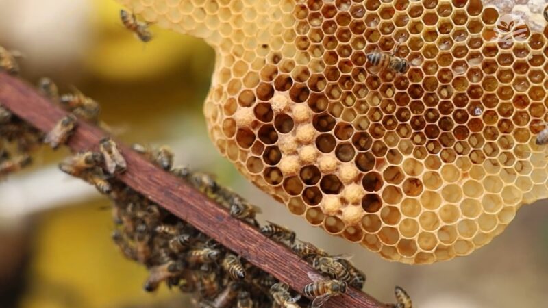 Estudos sobre abelhas ganham espaço em encontro no Rio Grande do Sul
