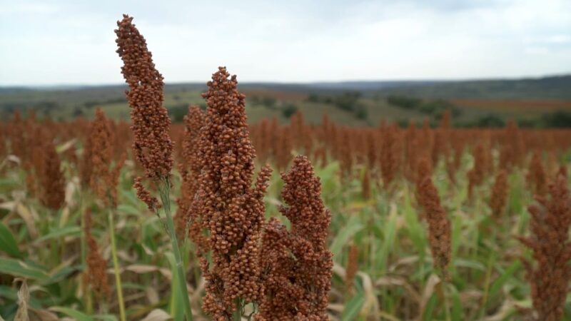 Conab projeta safra de 460 mil toneladas de sorgo para Mato Grosso