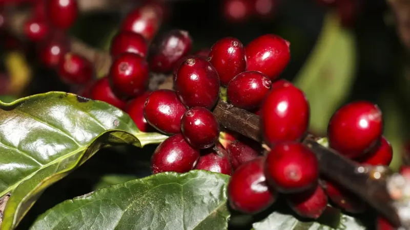 Aeronaves, óleo, café e carne estão fora do tarifaço imposto pelos EUA