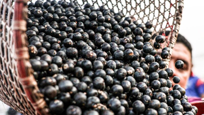 China facilita exportação de polpas e frutas congeladas brasileiras