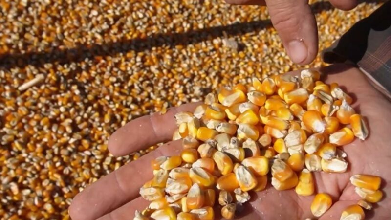 Imea ajusta área do milho e produção pode ultrapassar 57,3 milhões de toneladas