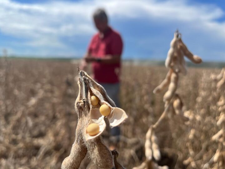 Esmagamento de soja em MT registra 2º maior volume de 2026, mas margem recua 20,52%