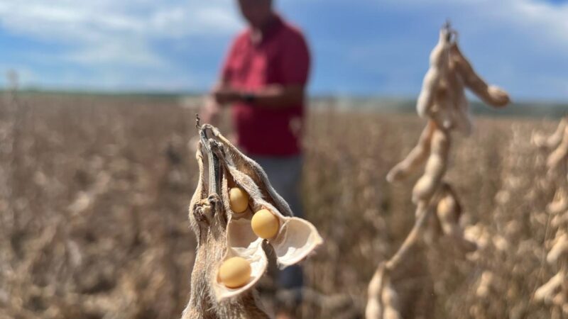 Esmagamento de soja em MT registra 2º maior volume de 2026, mas margem recua 20,52%