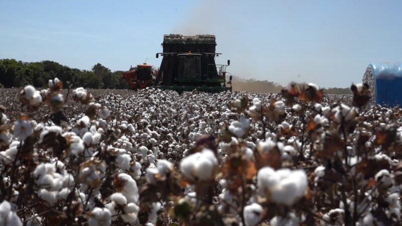 Colheita do algodão passa de 40% em Mato Grosso