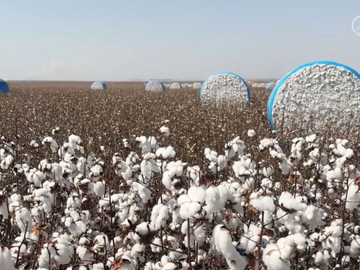 Clima, incerteza e desvalorização pressionam as principais commodities de Mato Grosso