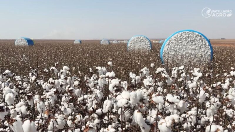 Clima, incerteza e desvalorização pressionam as principais commodities de Mato Grosso