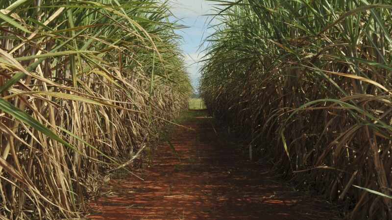 Safra de cana-de-açúcar deve crescer 4,7% em relação ao ano de 2025