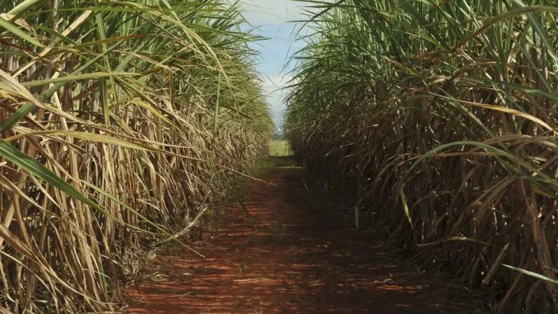 Conselho eleva limite de remuneração do Eco Invest Brasil