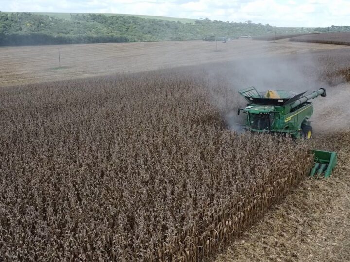 Milho: colheita chega ao fim com produtividade recorde em Mato Grosso