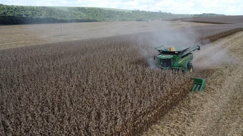 Milho: colheita chega ao fim com produtividade recorde em Mato Grosso