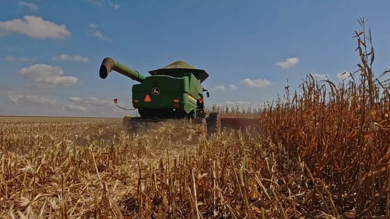 Milho sem espaço: chuva atrasa colheita e falta de armazéns aperta reta final em Mato Grosso