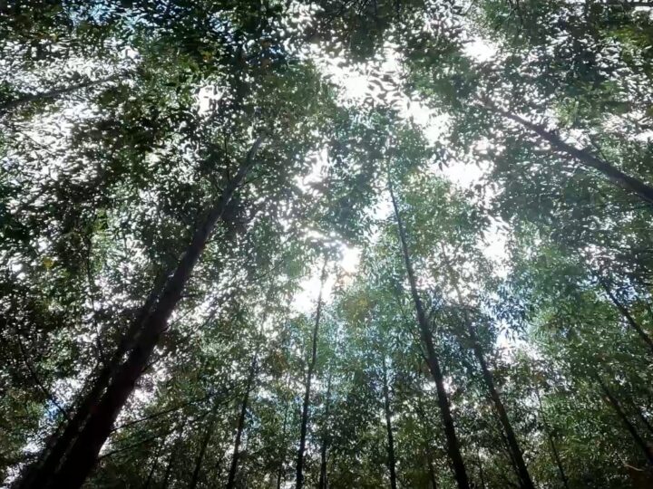 Pesquisa avalia clones de eucalipto para condições de Mato Grosso
