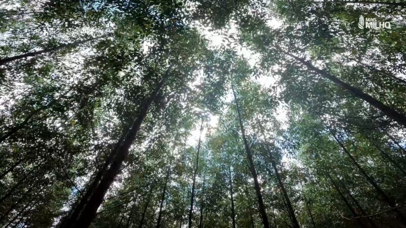Pesquisa avalia clones de eucalipto para condições de Mato Grosso