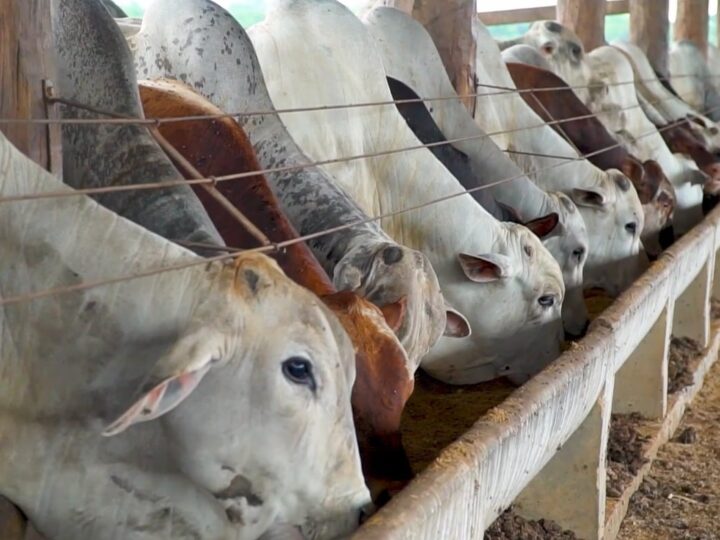 Confinamento cresce 43% em MT, mas reposição mais cara limita avanço