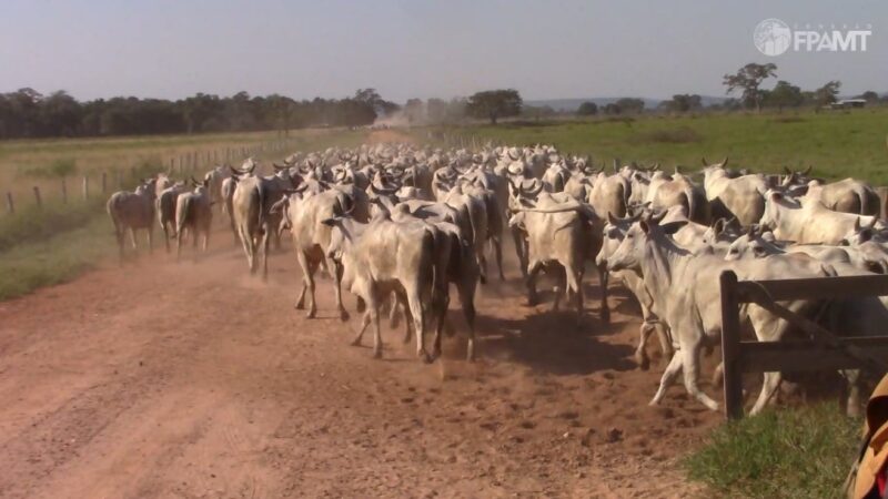 Distância dos centros leva Acrimat a criar rota de capacitação para pecuaristas