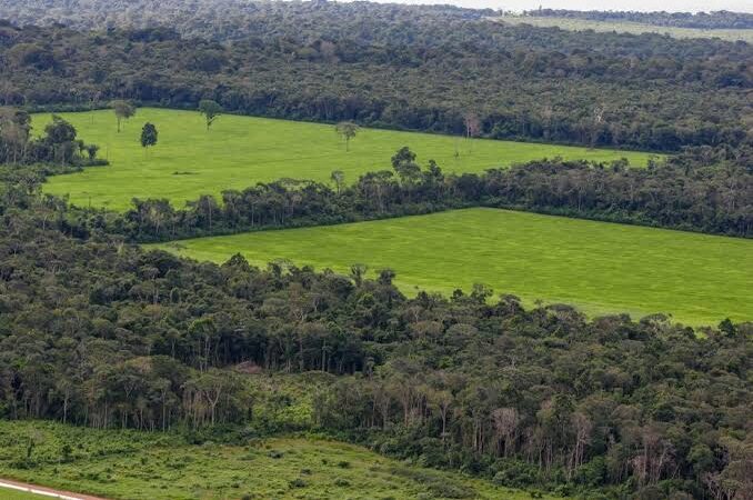 MT e mais dois estados são condenados em R$ 893 milhões por devastações na Amazônia