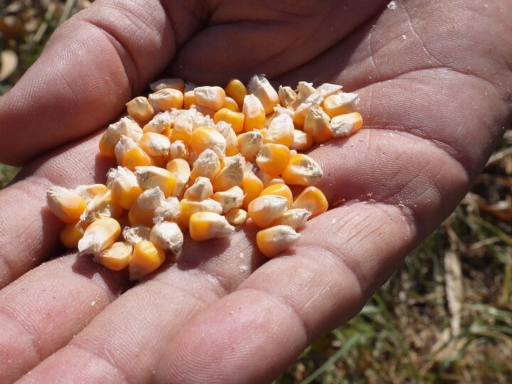 Mato Grosso responde por 78% das exportações de milho da safra 25/26
