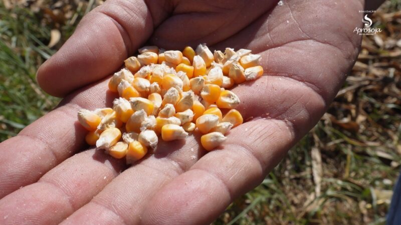 Ritmo lento marca colheita do milho no Sudeste de Mato Grosso