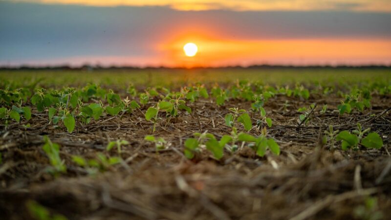 Fogo pode deixar solo improdutivo por até dez anos em Mato Grosso