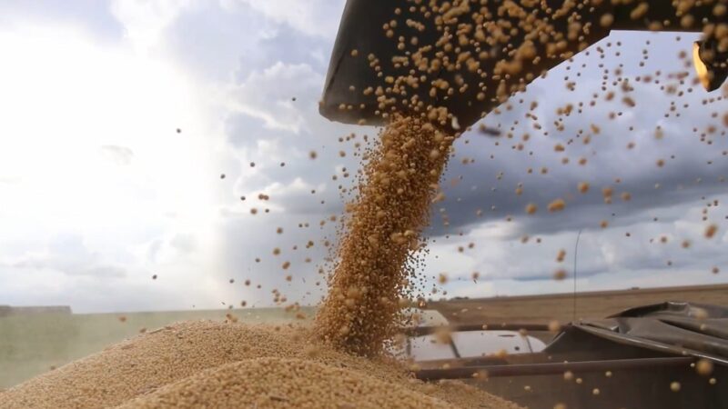 Soja e algodão avançam nas vendas em Mato Grosso, mas com ritmos diferentes