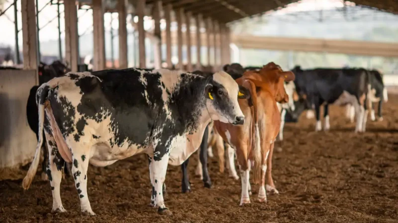 UE suspende carnes do Brasil; entenda impacto e próximos passos