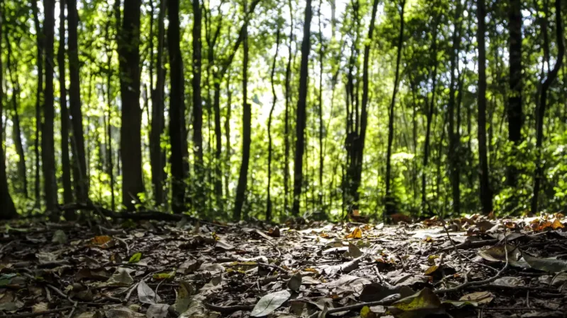 Produção florestal no país alcança recorde de R$ 47,9 bilhões em 2025