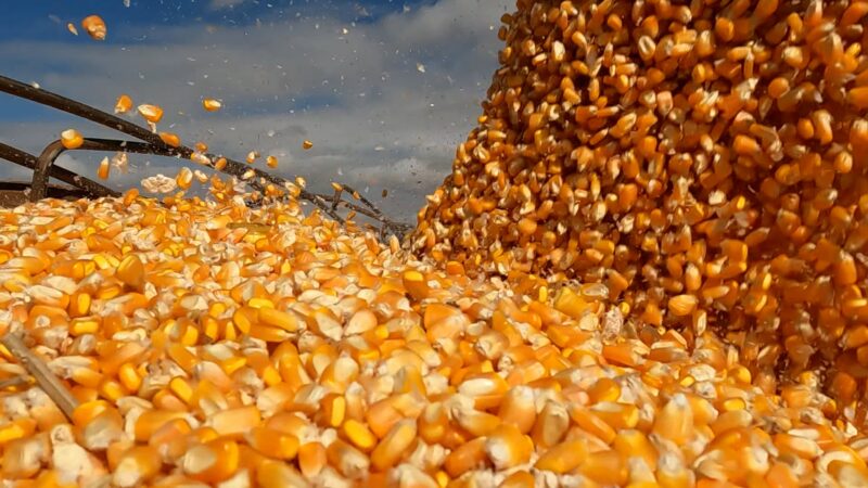 Menos milho para a China, mais espaço para o etanol no mercado brasileiro