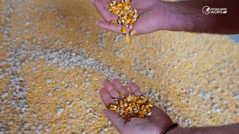 Imea consolida produção de milho 25/26 e projeta 53,6 mi/t para a safra futura em MT