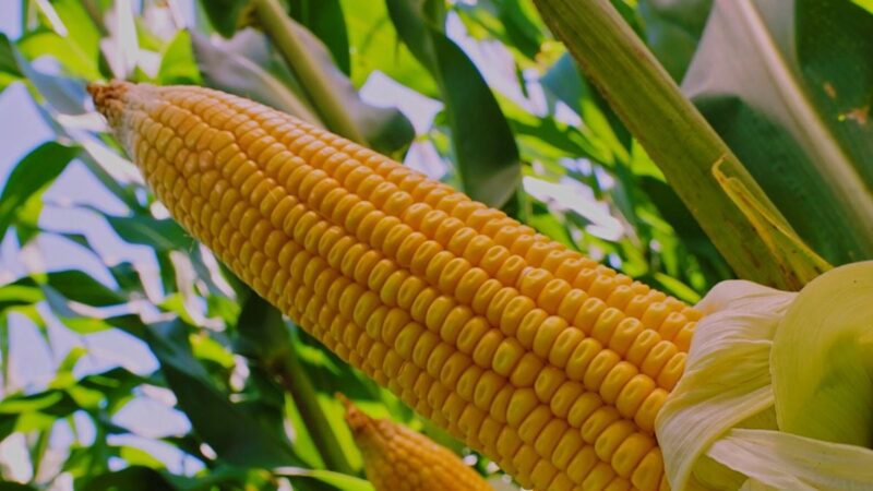Safra 26/27: novos híbridos de milho buscam mais produtividade e rentabilidade no Cerrado