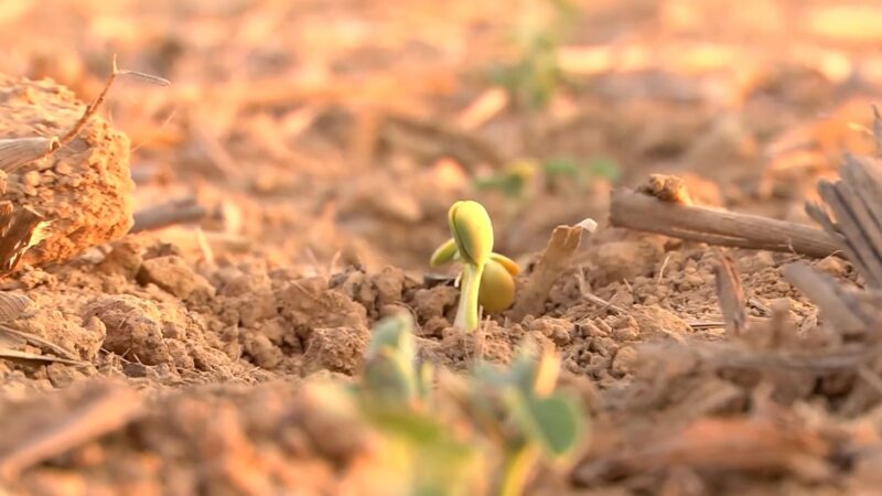 El Niño e irregularidade das chuvas colocam plantio da soja em alerta em MT