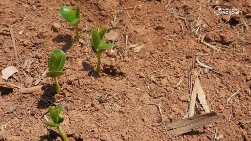 Entre a chuva e o custo: produtor de Mato Grosso calcula cada hectare antes de plantar a soja