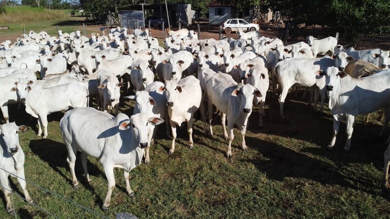 Certificação de livre de febre aftosa há 25 anos impulsionou exportações de carne bovina de MT em 2.242%